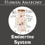 Logo of Endocrine System android Application 