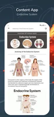 Endocrine System android App screenshot 2